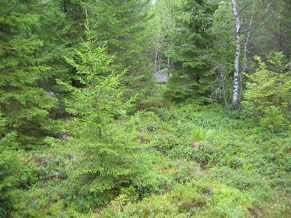 Utsikten frn Blekinges highpoint